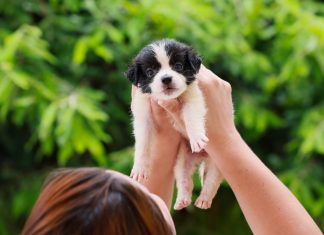 Prefeitura de Palmas incentiva cadastro gratuito de cães e gatos no novo sistema nacional ‘SinPatinhas’
