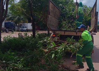 Prefeitura de Palmas intensifica serviços de coleta de galhadas na cidade