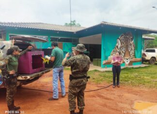 MEIO AMBIENTE Guarda Ambiental resgata arara-canindé ferida que buscou abrigo em residência na região sul de Palmas